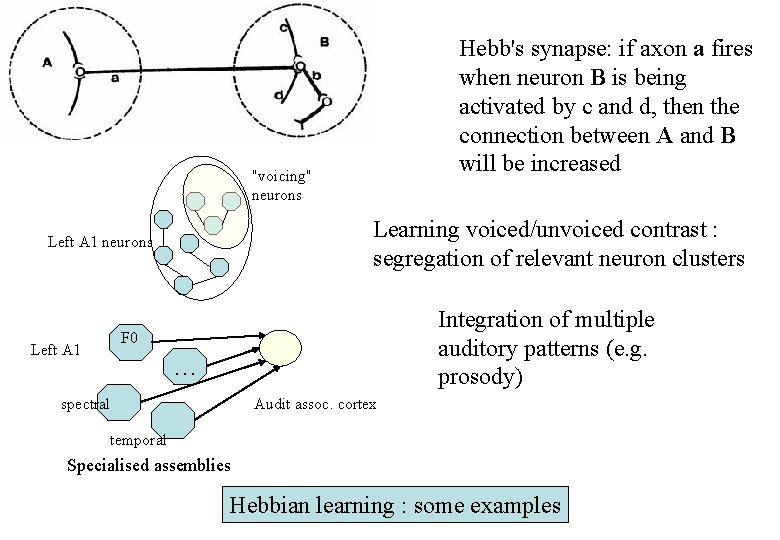 Hebb's synapse: if axon a fires when neuron B is being activated by c