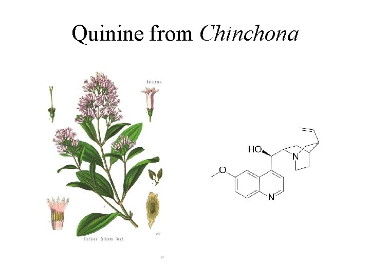 Quinine from Chinchona 