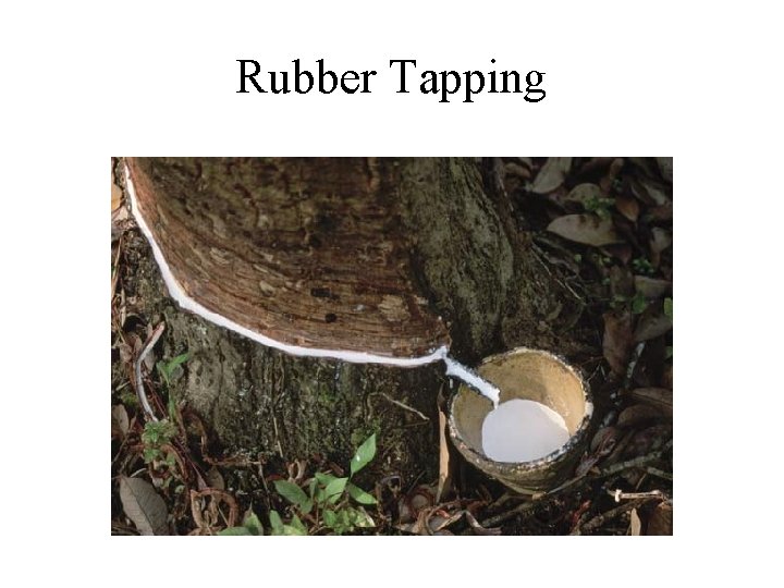 Rubber Tapping 