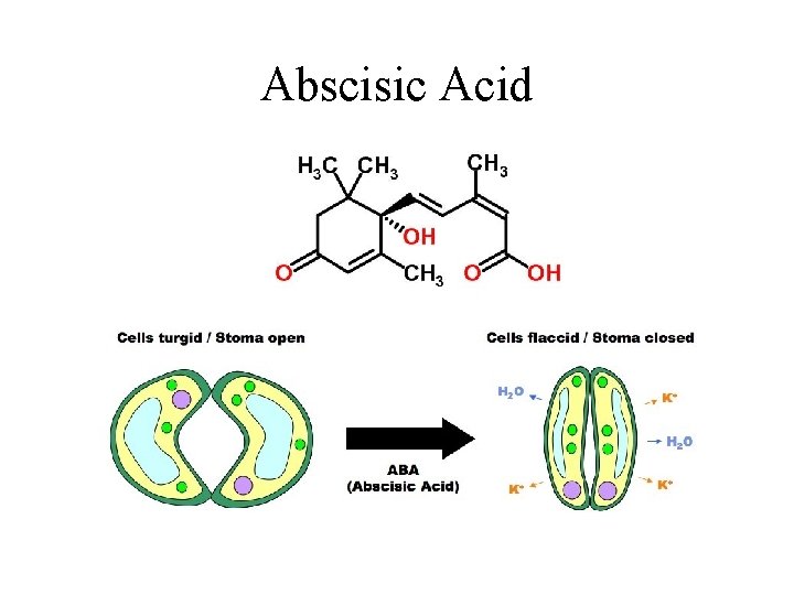 Abscisic Acid 