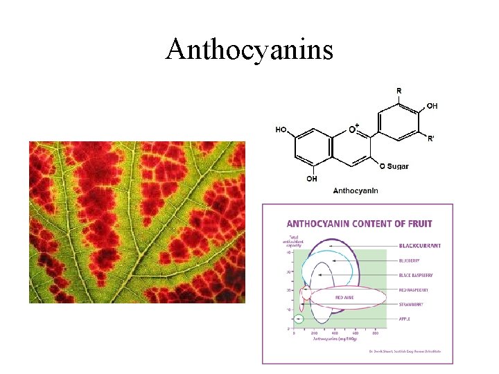 Anthocyanins 