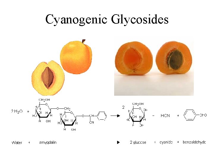 Cyanogenic Glycosides 