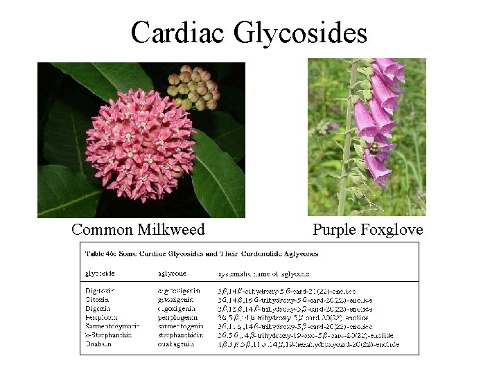 Cardiac Glycosides Common Milkweed Purple Foxglove 