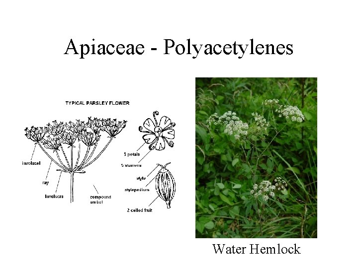 Apiaceae - Polyacetylenes Water Hemlock 