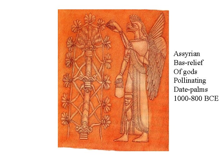 Assyrian Bas-relief Of gods Pollinating Date-palms 1000 -800 BCE 