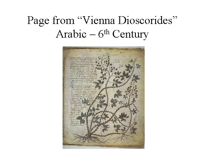 Page from “Vienna Dioscorides” Arabic – 6 th Century 
