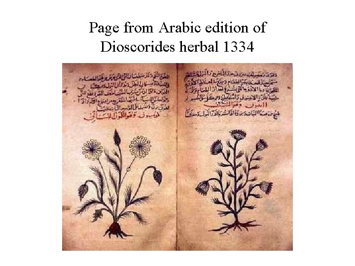 Page from Arabic edition of Dioscorides herbal 1334 