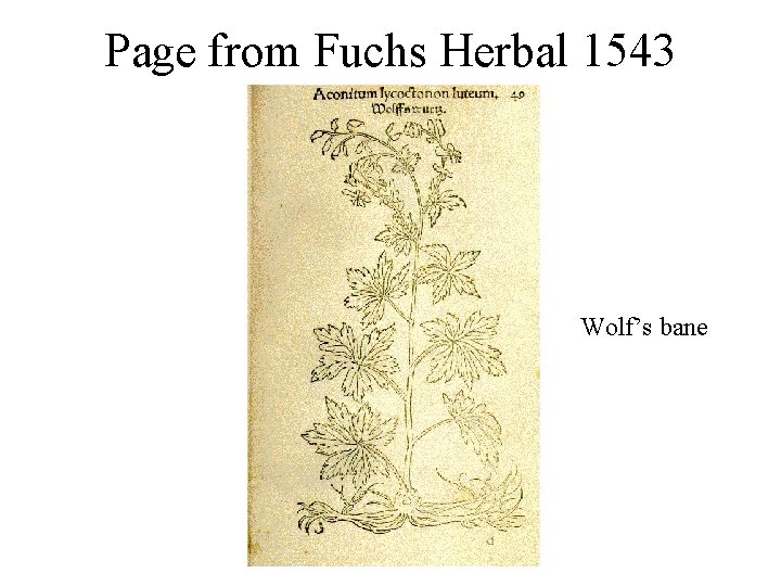 Page from Fuchs Herbal 1543 Wolf’s bane 