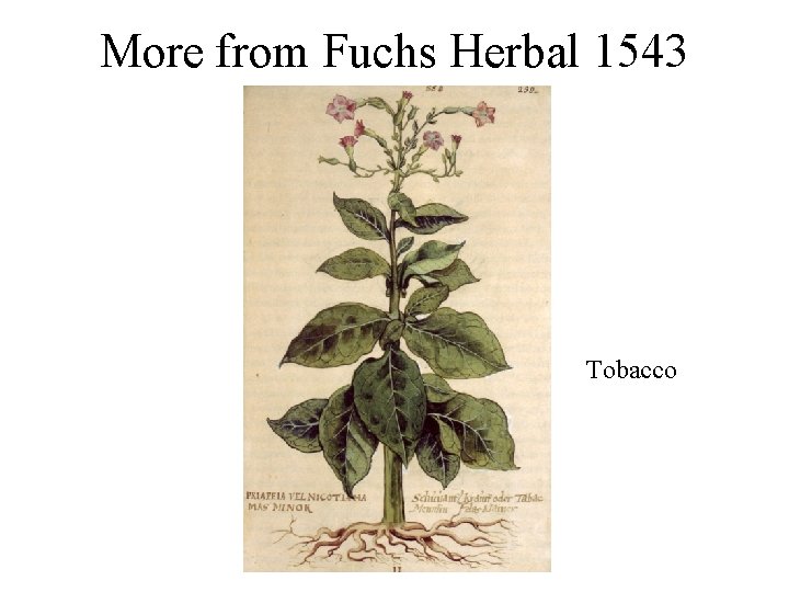 More from Fuchs Herbal 1543 Tobacco 