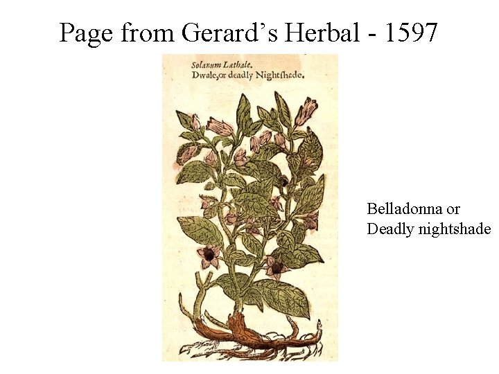 Page from Gerard’s Herbal - 1597 Belladonna or Deadly nightshade 