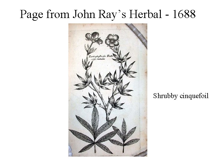 Page from John Ray’s Herbal - 1688 Shrubby cinquefoil 