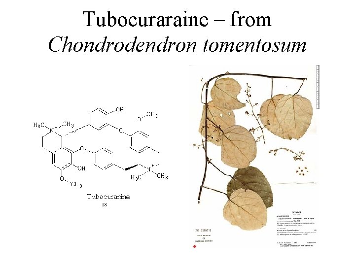 Tubocuraraine – from Chondrodendron tomentosum 