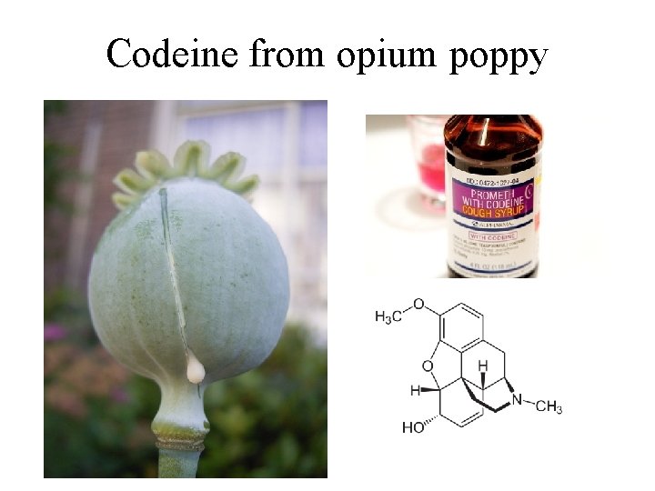 Codeine from opium poppy 