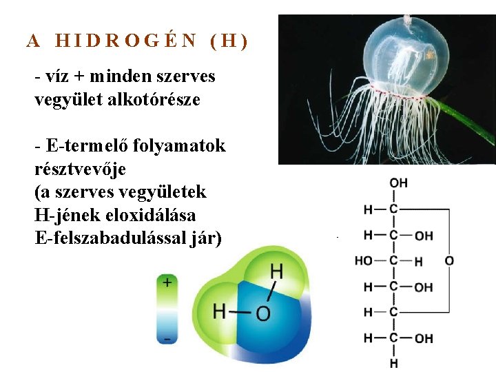 A HIDROGÉN (H) - víz + minden szerves vegyület alkotórésze - E-termelő folyamatok résztvevője