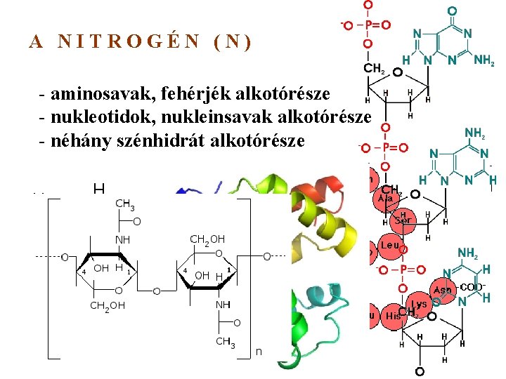 A NITROGÉN (N) - aminosavak, fehérjék alkotórésze - nukleotidok, nukleinsavak alkotórésze - néhány szénhidrát A NITROGÉN (N) - aminosavak, fehérjék alkotórésze - nukleotidok, nukleinsavak alkotórésze - néhány szénhidrát