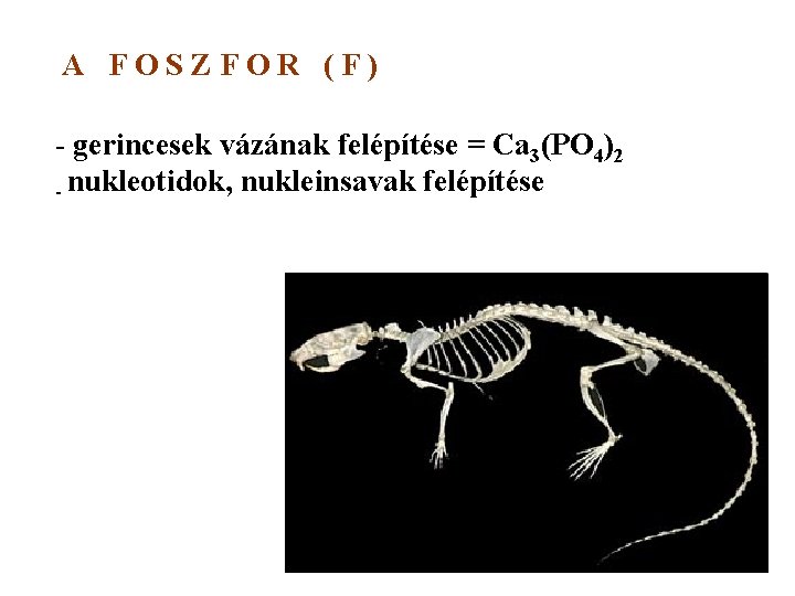 A FOSZFOR (F) - gerincesek vázának felépítése = Ca 3(PO 4)2 - nukleotidok, nukleinsavak