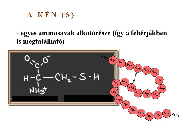 A KÉN (S) - egyes aminosavak alkotórésze (így a fehérjékben is megtalálható) A KÉN (S) - egyes aminosavak alkotórésze (így a fehérjékben is megtalálható)