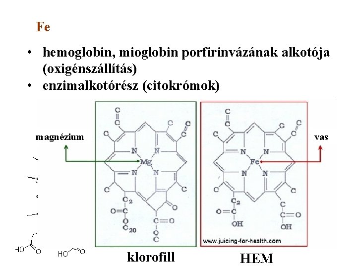 Fe • hemoglobin, mioglobin porfirinvázának alkotója (oxigénszállítás) • enzimalkotórész (citokrómok) magnézium vas citokróm-c klorofill