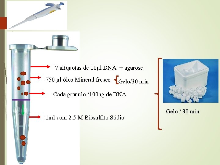 7 alíquotas de 10µl DNA + agarose 750 µl óleo Mineral fresco Gelo/30 min