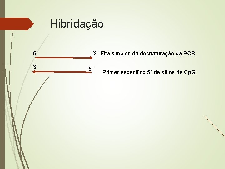 Hibridação 5` 3` 3´ Fita simples da desnaturação da PCR 5` Primer especifico 5`
