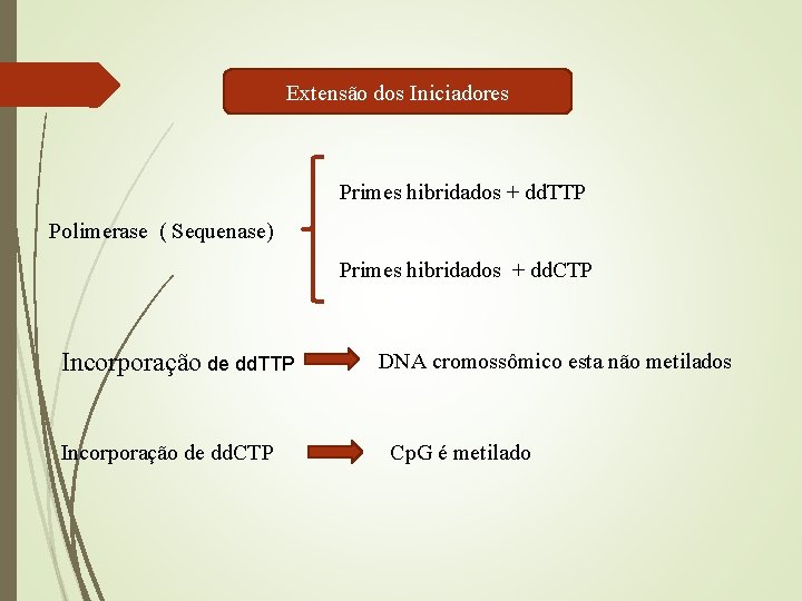 Extensão dos Iniciadores Primes hibridados + dd. TTP Polimerase ( Sequenase) Primes hibridados +
