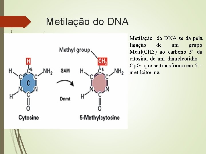 Metilação do DNA se da pela ligação de um grupo Metil(CH 3) ao carbono