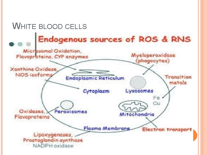 WHITE BLOOD CELLS 32 
