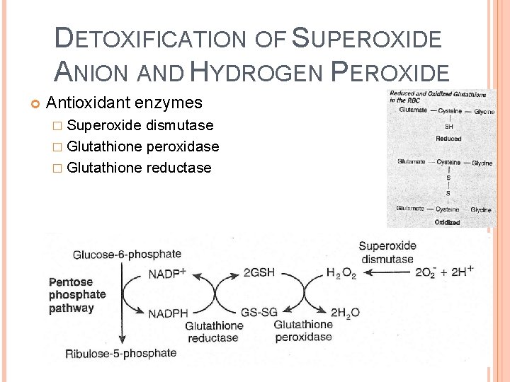 DETOXIFICATION OF SUPEROXIDE ANION AND HYDROGEN PEROXIDE Antioxidant enzymes � Superoxide dismutase � Glutathione