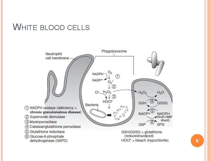 WHITE BLOOD CELLS 9 