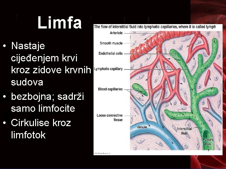 Limfa • Nastaje cijeđenjem krvi kroz zidove krvnih sudova • bezbojna; sadrži samo limfocite