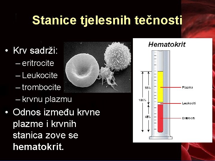 Stanice tjelesnih tečnosti • Krv sadrži: – eritrocite – Leukocite – trombocite – krvnu