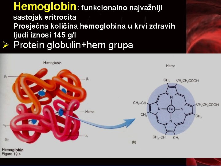 Hemoglobin: funkcionalno najvažniji sastojak eritrocita Prosječna količina hemoglobina u krvi zdravih ljudi iznosi 145