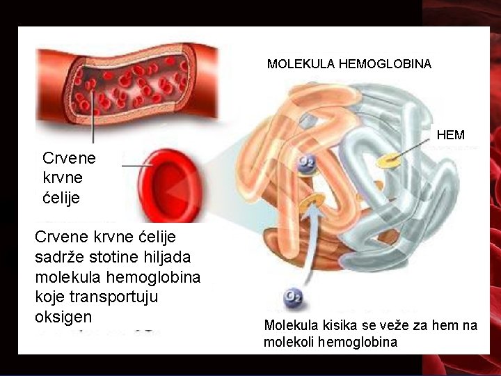 MOLEKULA HEMOGLOBINA HEM Crvene krvne ćelije sadrže stotine hiljada molekula hemoglobina koje transportuju oksigen