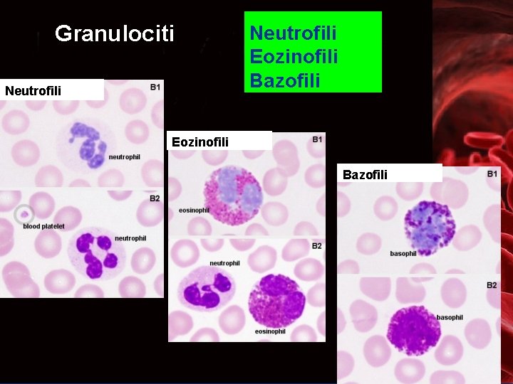 Granulociti Neutrofili Eozinofili Bazofili 