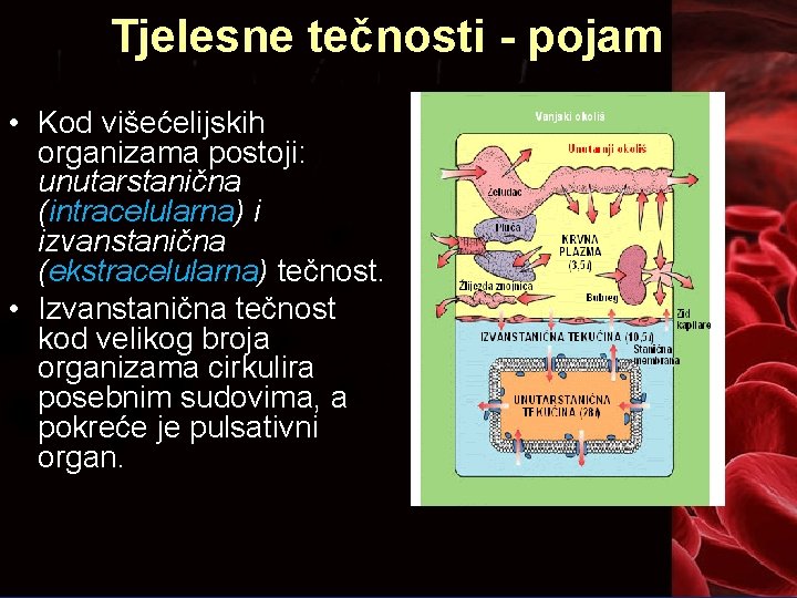Tjelesne tečnosti - pojam • Kod višećelijskih organizama postoji: unutarstanična (intracelularna) i izvanstanična (ekstracelularna)