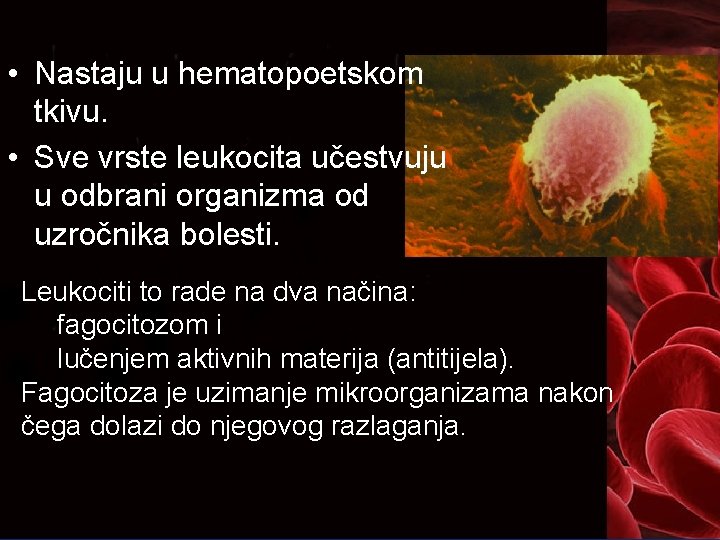  • Nastaju u hematopoetskom tkivu. • Sve vrste leukocita učestvuju u odbrani organizma