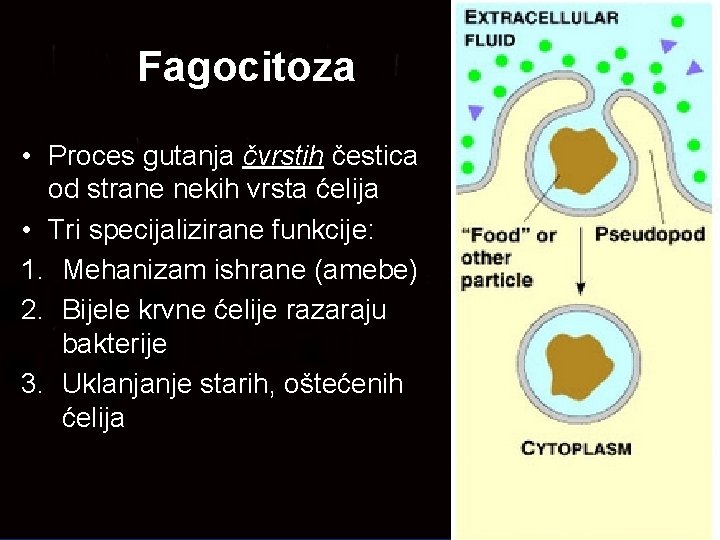 Fagocitoza • Proces gutanja čvrstih čestica od strane nekih vrsta ćelija • Tri specijalizirane