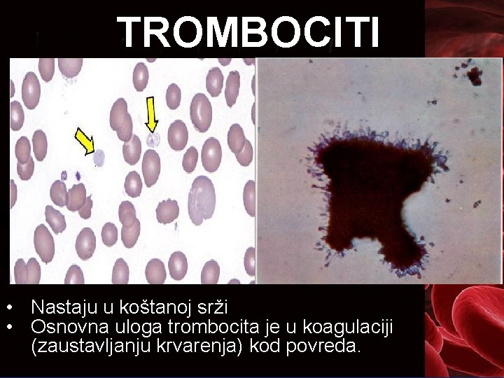 TROMBOCITI • Nastaju u koštanoj srži • Osnovna uloga trombocita je u koagulaciji (zaustavljanju