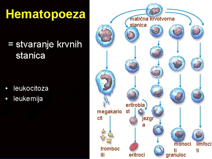 Hematopoeza matična krvotvorna stanica = stvaranje krvnih stanica • leukocitoza • leukemija eritrobla megakario