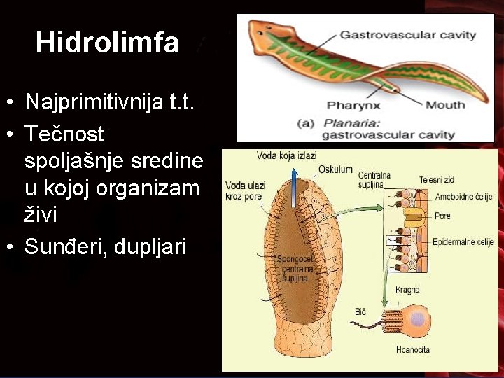 Hidrolimfa • Najprimitivnija t. t. • Tečnost spoljašnje sredine u kojoj organizam živi •