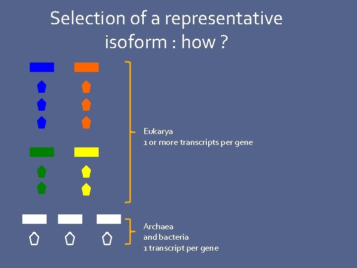 Selection of a representative isoform : how ? Eukarya 1 or more transcripts per