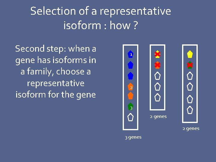 Selection of a representative isoform : how ? Second step: when a gene has