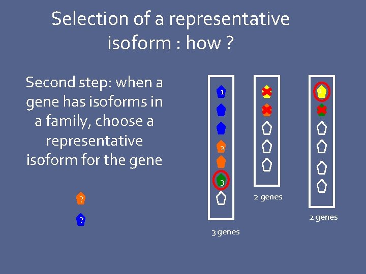 Selection of a representative isoform : how ? Second step: when a gene has