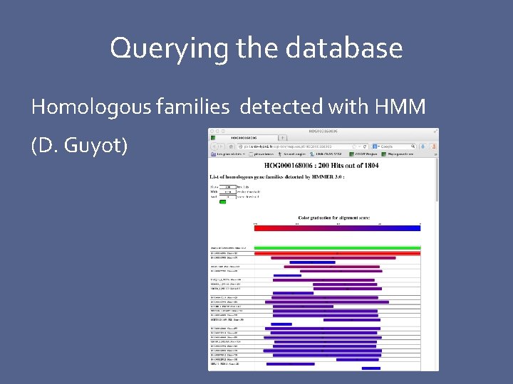 Querying the database Homologous families detected with HMM (D. Guyot) 