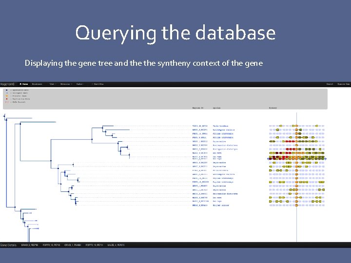 Querying the database Displaying the gene tree and the syntheny context of the gene