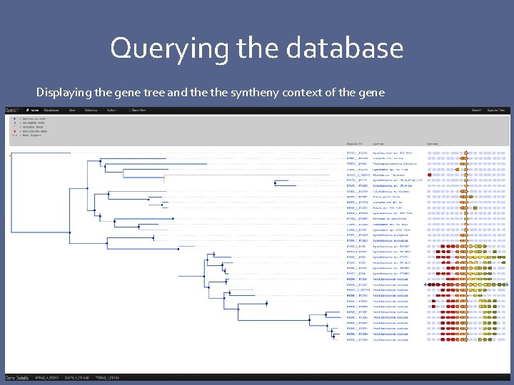 Querying the database Displaying the gene tree and the syntheny context of the gene