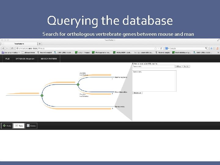 Querying the database Search for orthologous vertrebrate genes between mouse and man 