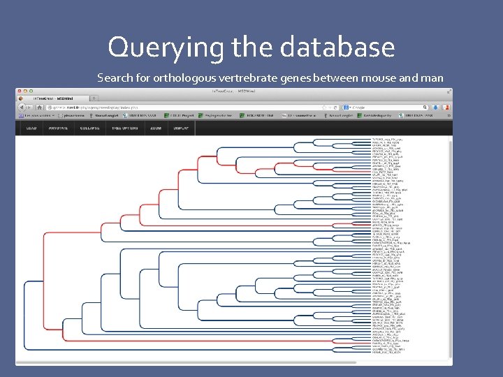 Querying the database Search for orthologous vertrebrate genes between mouse and man 