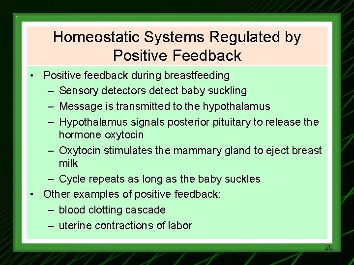 Homeostatic Systems Regulated by Positive Feedback • Positive feedback during breastfeeding – Sensory detectors