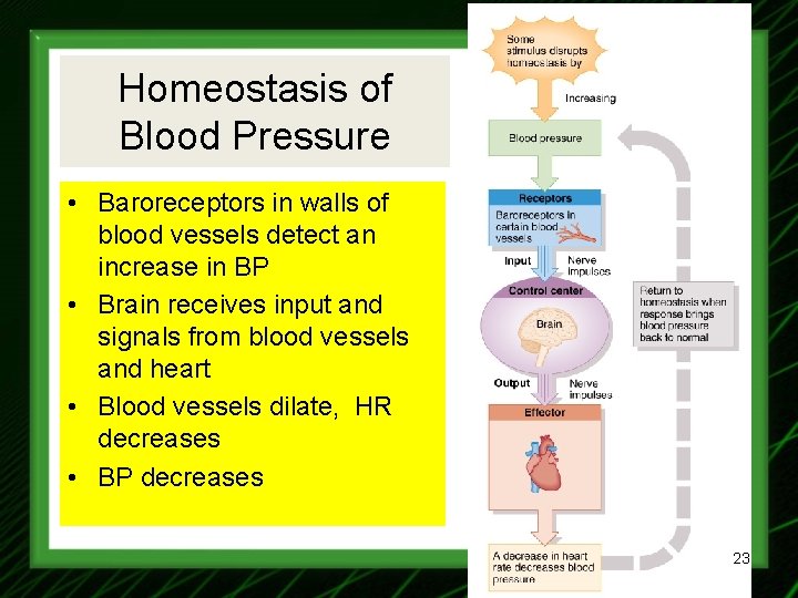 Homeostasis of Blood Pressure • Baroreceptors in walls of blood vessels detect an increase